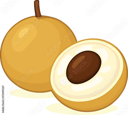 Realistic Vector Longan Illustration — Whole Brown Longan with One Half Sliced Open to Reveal Translucent White Flesh and Shiny Black Seed