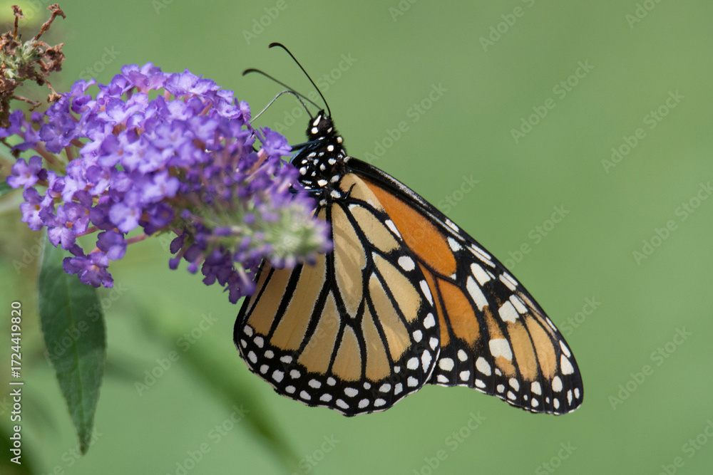 Fototapeta premium Butterfly 2021-29 Monarch butterfly (Danaus plexippus)