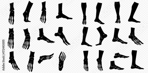 Detailed anatomical silhouettes of human feet and lower legs, illustrating both external forms and skeletal structures from various perspectives.
