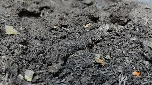 Trap jaw ants or Odontomachus bauri dig holes in the ground to make nests