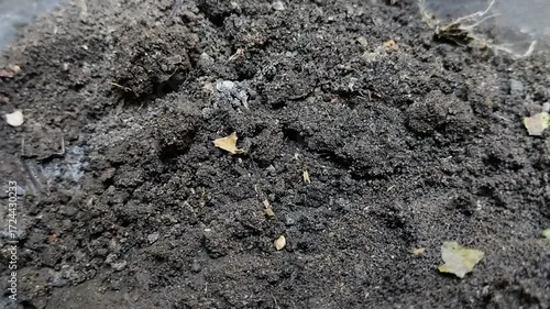 Trap jaw ants or Odontomachus bauri dig holes in the ground to make nests