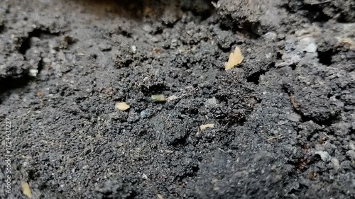 Trap jaw ants or Odontomachus bauri dig holes in the ground to make nests