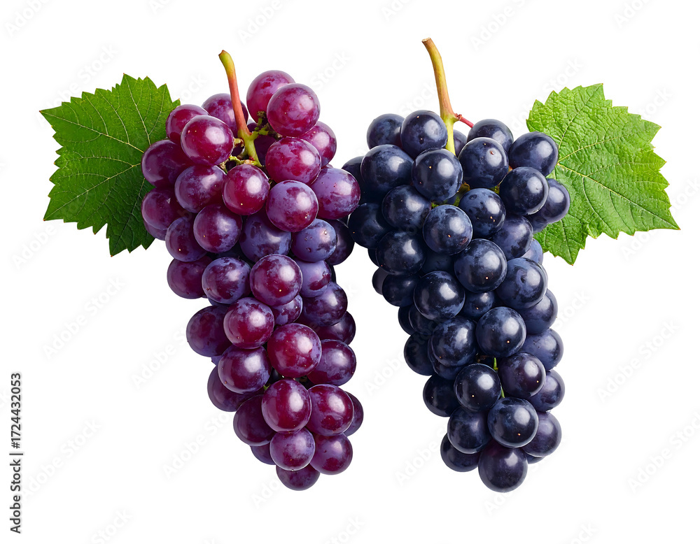Fototapeta premium Two bunches of grapes, red and blue, with leaves