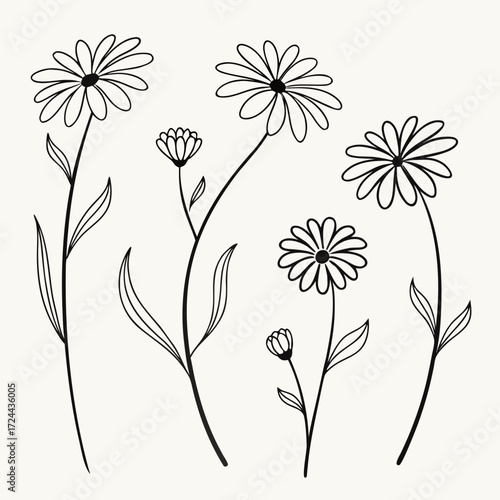 A delicate hand drawn illustration of various daisy flowers and buds in black outline on a plain cream background