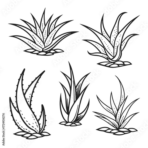 Collection of five hand drawn black and white aloe vera plants in a simple illustrative style on a white background