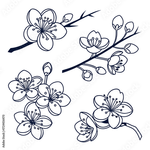 Delicate hand drawn outline illustrations of cherry blossom branches and flowers in various stages of bloom against a clean white background perfect for spring and floral designs
