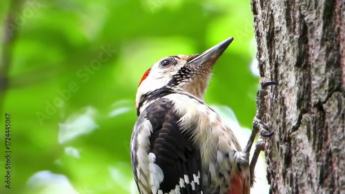 Close-up of a woodpecker on a tree