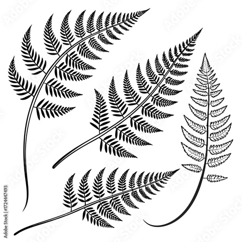 A collection of black and white illustrations of delicate fern fronds arranged in a pleasing composition on a white background showcasing natural botanical beauty