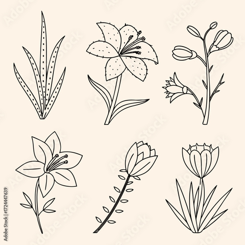 A collection of six hand drawn line art illustrations of various flowers and plants with delicate petals and leaves on a plain background