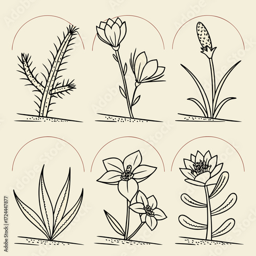 Collection of six hand drawn line art illustrations of diverse botanical specimens including flowers and plants presented in a grid format against a neutral background