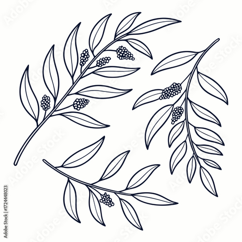 Elegant hand drawn botanical illustration of delicate branches with leaves and clusters of small berries in a clean line art style on a white background