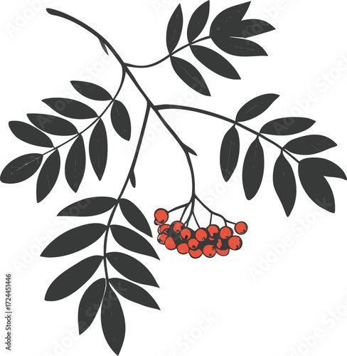 A rowan tree branch featuring clusters of vibrant red berries, set against a soft-focus natural backdrop.
