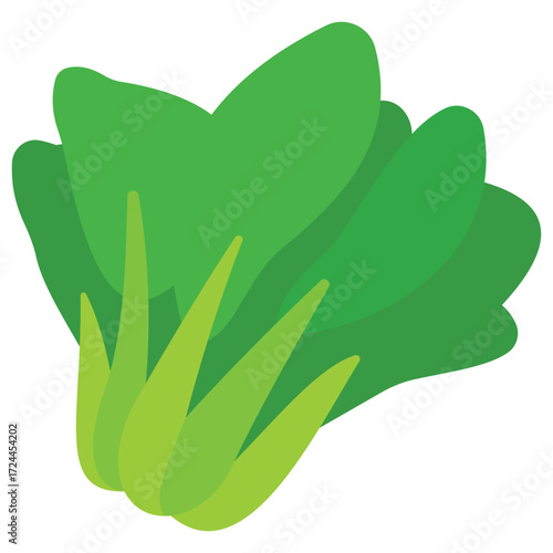 Fresh lettuce illustration, perfect for salad menu, healthy food poster, vegetarian recipe, and organic farm produce concept.
