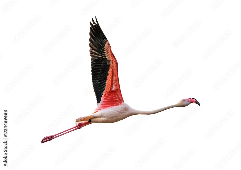 Fototapeta premium Pink flamingo bird Isolated on transparent or white background