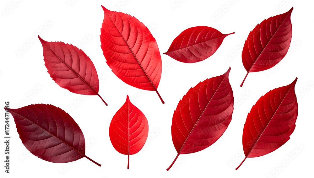 Fototapeta premium red maple leaf