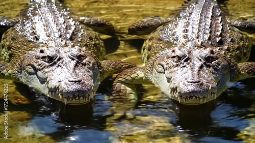 Two crocodiles in a shallow body of water