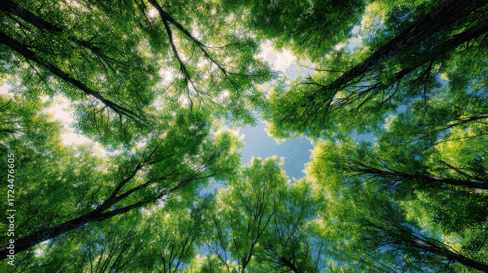 Fototapeta premium Trees in forest rising toward blue sky concept. Vibrant green leaves against a clear blue sky in a forest.