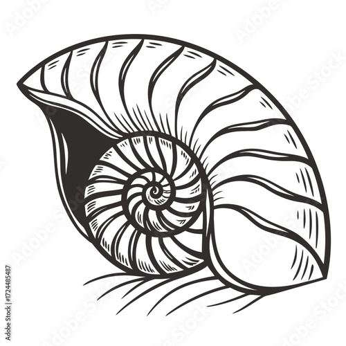nautilus shell vector illustration