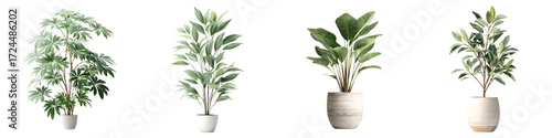 Potted Plant Collection: Stylish Indoor Greenery for Home Decor