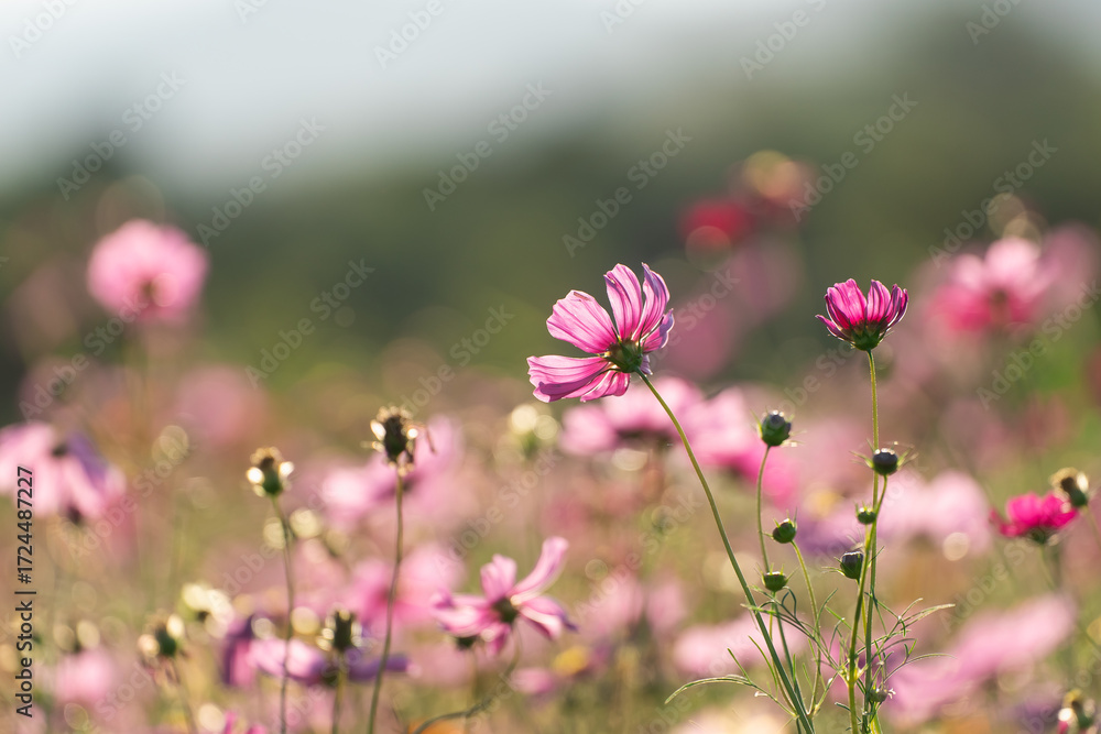 Fototapeta premium Beautiful Wildflower Field with Vibrant Pink Blossoms Under Soft Natural Light and Blurred Green Background in a Scenic Landscape