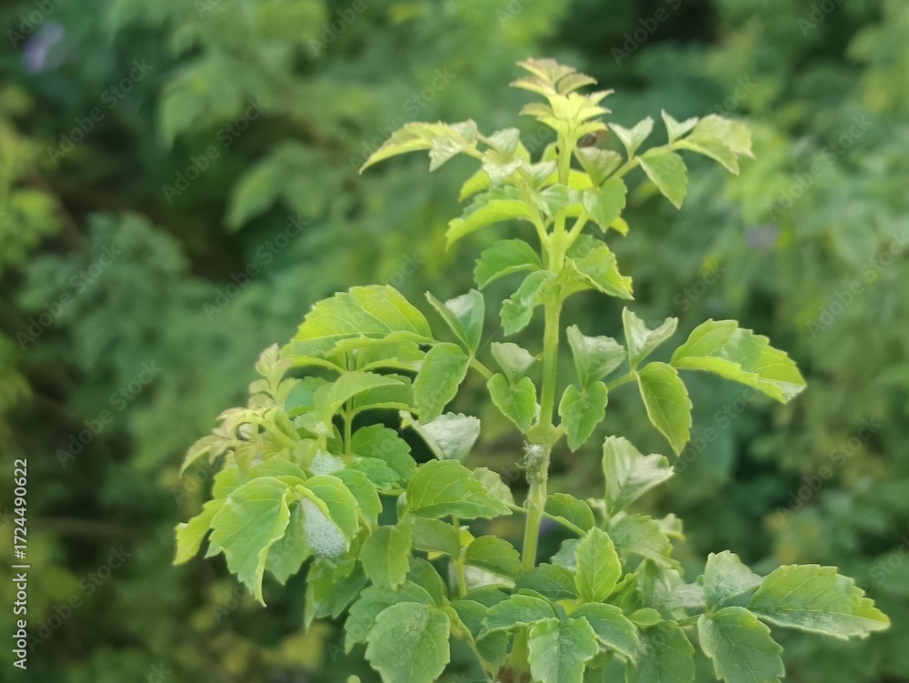Obraz premium The plant in the image appears to be Alexanders, also known as Smyrnium olusatrum.
