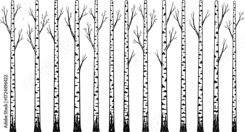 Birch tree illustration, black and white vector, bark pattern art, stylized forest design, nature icon, minimal tree drawing, botanical sketch