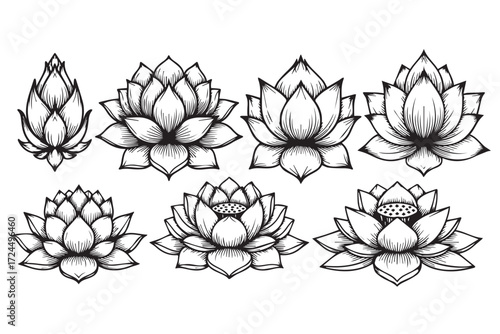 Collection of lotus flowers in various stages of bloom, isolated on Transparent Background