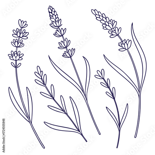 A collection of delicate hand drawn line art illustrations of lavender sprigs and leaves on a clean white background