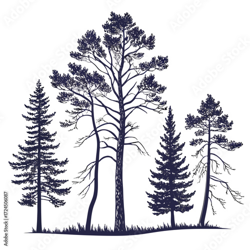 A collection of dark blue pine trees and fir trees with detailed branches and needles silhouetted against a white background with grass at the base