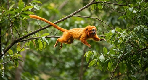 Golden lion tamarin leaping through lush forest canopy