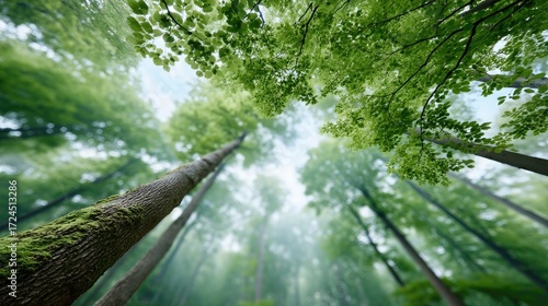 Giant Old Tree with Green Leaves Bottom Up Perspective in Lush Forest Sunlight Filtering Through the Canopy in Daytime