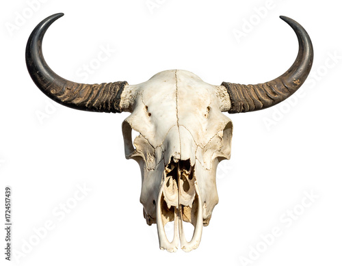Close-up of a bleached white water buffalo skull with large horns