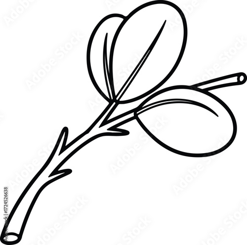 Vector Clover sprout with leaves icon botanical outline silhouette design