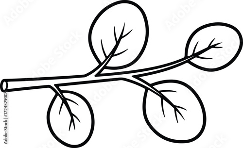 Vector moringa branch with leaves minimalistic botanical silhouette design