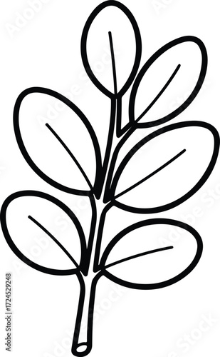 Vector moringa oleifera branch leaves medical herb silhouette design