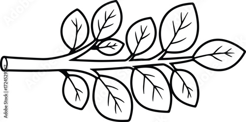 Vector Moringa oleifera branch with leaves silhouette design