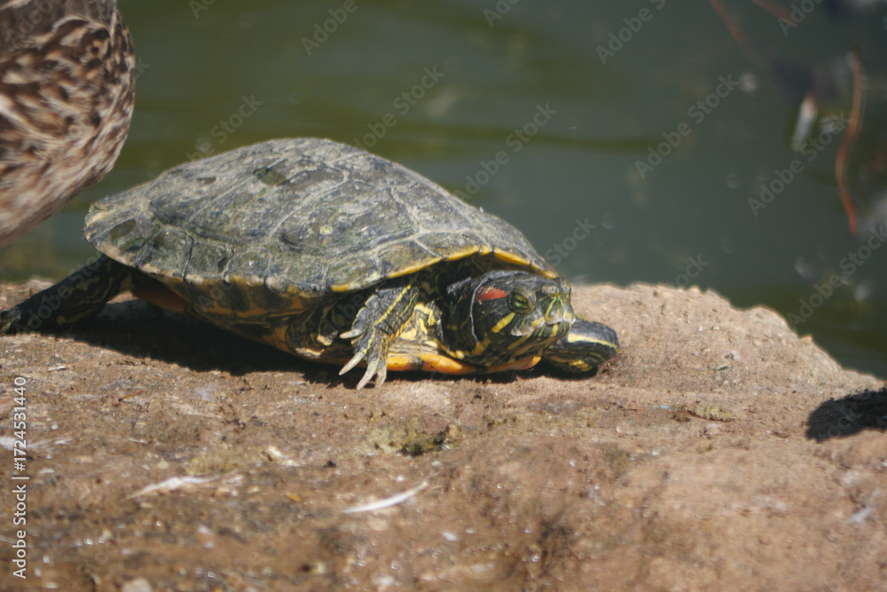 Fototapeta premium Turtle resting on a rock by a calm pond in the afternoon