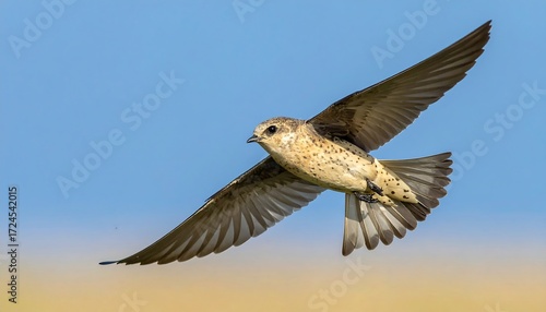 Bird in flight against a clear sky (1)