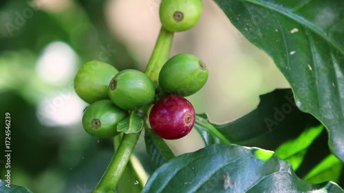Ripe coffee berries on the trees in the garden