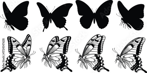 PrintButterfly silhouette and detailed vector illustration, wing pattern comparison, entomology concept art, black icon design for nature, education, and creative use