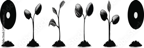 Vector art of plant growth stages, vector illustration