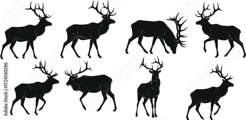 Elk silhouettes, antlered poses, walking stance, grazing motion, wildlife anatomy, vector animal set, black design, nature illustration