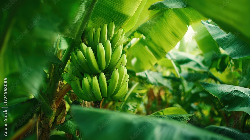 Obraz premium Close-Up of Green Bananas on Tropical Plantation Low Angle