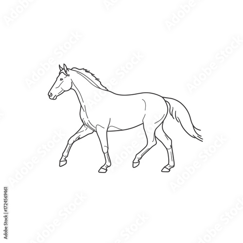 horse vector illustration