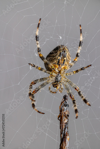 spider on the web with light background eating