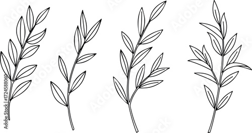 Elegant botanical illustration of four slender branches with delicate leaves.