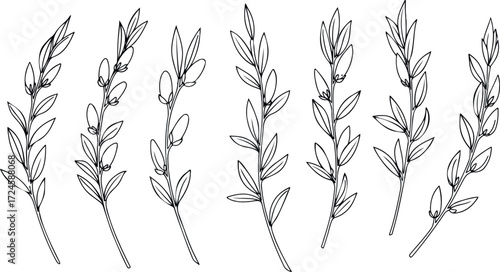 Elegant botanical illustration of delicate leaves and branches in monochrome.