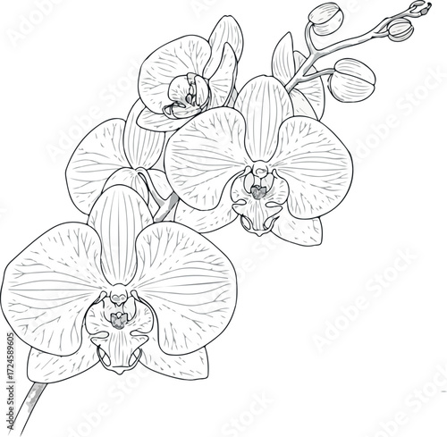 Elegant orchid blossoms in full bloom showcasing delicate petals and intricate details.