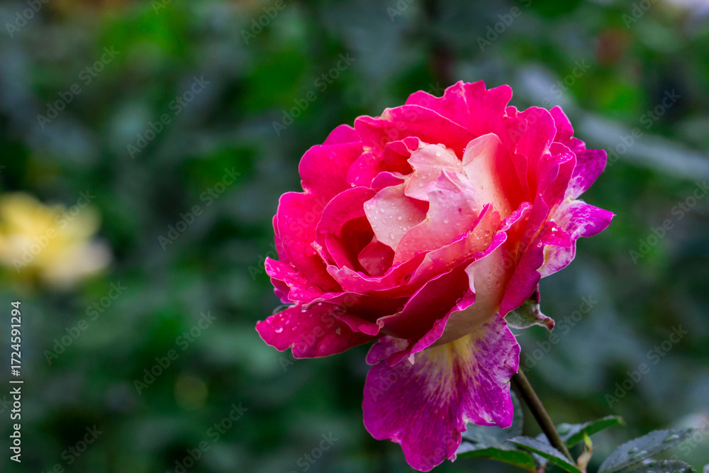 Fototapeta premium a rose on a blurred background with a bokeh effect. macro photography of a plant. screensaver. free space. close-up.