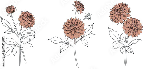 Floral arrangement of dahlias with detailed petals and leaves.